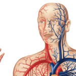 ProArgi-9+, naravno gorivo za kri in krvni obtok 2.del