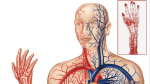 Read more about the article ProArgi-9+, naravno gorivo za kri in krvni obtok 2.del